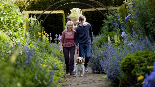 Two visitors walking a dog at Wallington, Northumberland, surrounded by purple flowers